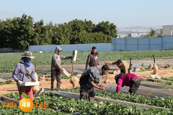 re7la tolkarem (78).JPG